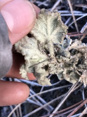 Malacothamnus aboriginum