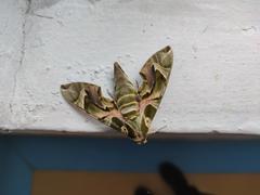 Daphnis nerii
