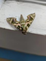 Daphnis nerii