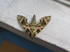 Daphnis nerii