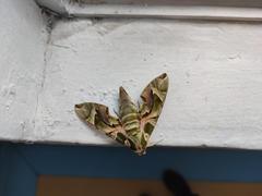 Daphnis nerii