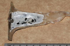 Malleus albus