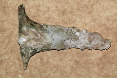 Malleus albus