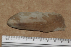 Vulsella vulsella