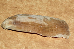 Vulsella vulsella