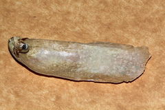 Vulsella vulsella