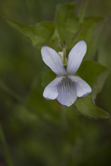Viola acuminata