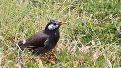 Spodiopsar cineraceus