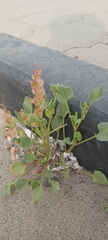 Rumex vesicarius