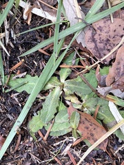 Taraxacum officinale