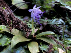 Heloniopsis orientalis