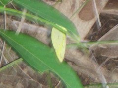Eurema alitha