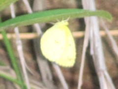 Eurema alitha