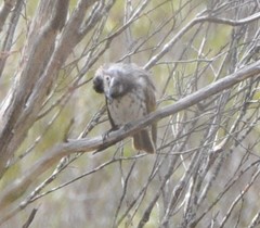 Purnella albifrons