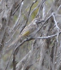 Purnella albifrons