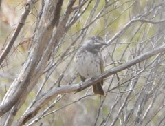 Purnella albifrons