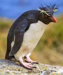 Southern Rockhopper Penguin photo 5