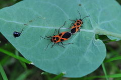 Tropidothorax sinensis