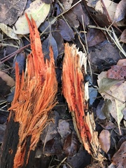 Phanerochaete sanguinea