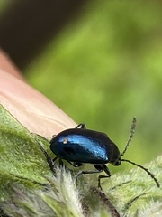 Gastrophysa atrocyanea
