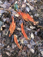 Phanerochaete sanguinea