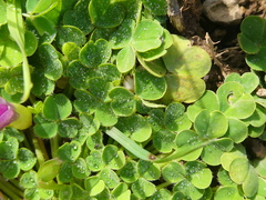 Oxalis zeekoevleyensis