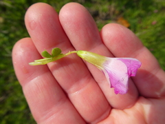 Oxalis zeekoevleyensis