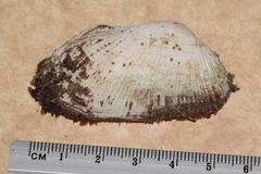 Barbatia