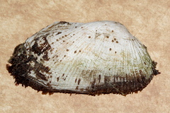 Barbatia