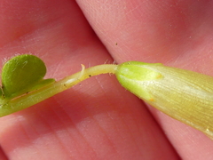 Oxalis zeekoevleyensis