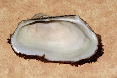 Barbatia