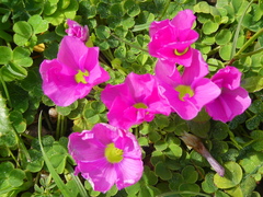 Oxalis zeekoevleyensis
