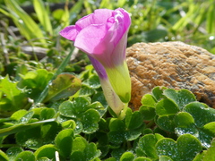 Oxalis zeekoevleyensis