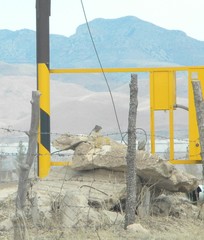 Otospermophilus variegatus