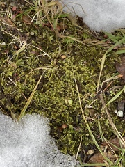 Venturiella sinensis