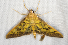Mimorista subcostalis