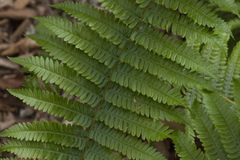 Dryopteris crassirhizoma
