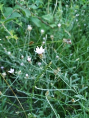 Xeranthemum cylindraceum