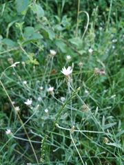 Xeranthemum cylindraceum