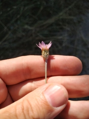 Xeranthemum cylindraceum