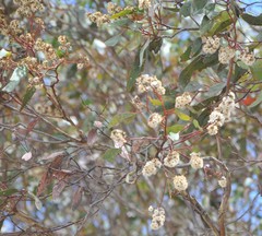 Eucalyptus behriana