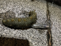 Apostichopus japonicus