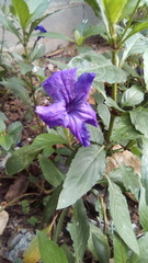 Ruellia simplex
