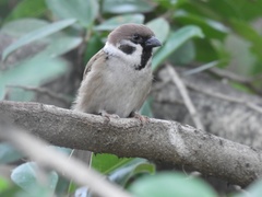 Passer montanus