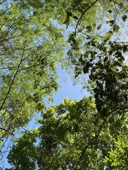 Aristolochia acuminata