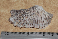 Arca navicularis