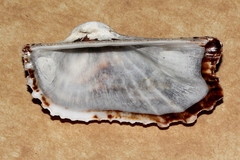 Arca navicularis