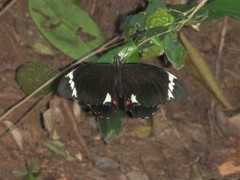 Papilio aegeus aegeus