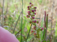 Rumex lativalvis