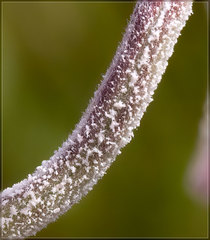 Podosphaera epilobii